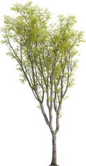 Side view of Hackberry Tree - Celtis Sinensis