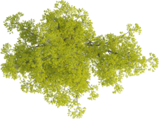 Top view of Hackberry Tree - Celtis Sinensis