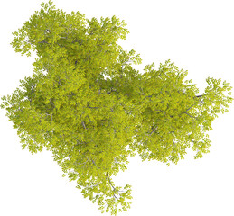 Top view of Hackberry Tree - Celtis Sinensis