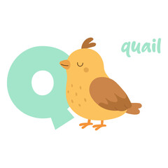 Quail bird cartoon with letter Q. Cute animal alphabet illustration. Preschool learning flashcard.