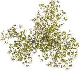 Top view of Hybrid Cherry Tree - Prunus Yedoensis