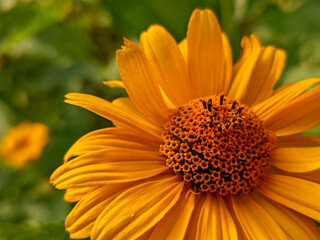 Close-Up of a Vibrant Orange Heliopsis Sunflower Blooming in Summer Sunlight