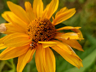 Ladybug on a Vibrant Yellow Heliopsis Flower Petal