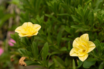 Fototapeta premium Yellow calibrachoa flowers with wilted bloom