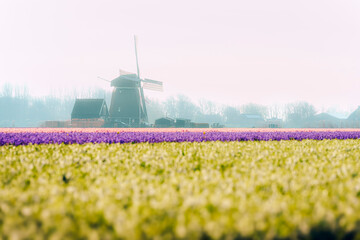 Dutch wild mill in blooming flower field in spring season