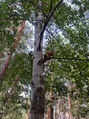 Fototapeta premium Squirrel climbing a tree in a lush forest during a sunny afternoon under clear blue skies