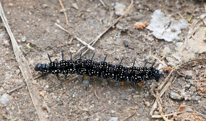 a spiky black and white peacock butterfly caterpillar, Aglais io, crawls on the forest floor