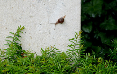 a small brown snail, Cornu aspersum, slowly crawls up a white house wall