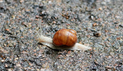 a large roman snail, Helix pomatia, slowly glides across a textured ground