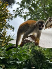 Obraz premium squirrel monkey, totenkopfaffe