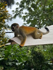 squirrel monkey, totenkopfaffe