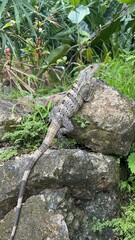 wildlife