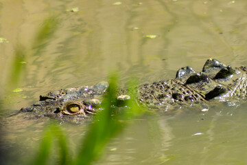 Saltwater and Freshwater Crocodiles (Crocodylus porosus) in the Wild – Powerful Apex Predators of Australia’s Daintree Rainforest