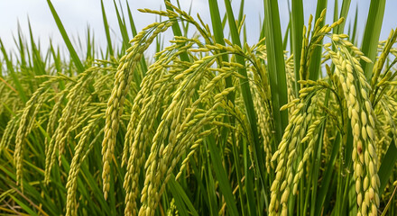 Golden Rice Field: A Serene Harvest Scene