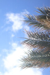 a tropical palm tree frond hangs gracefully against a bright blue sky with soft white clouds in the background