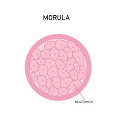 Morula Embryo Cell Vector Illustration