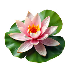 Lily pad green water flat isolated, Natural aquatic plant object, Organic pond element, Decorative floating texture, Botanical soft component