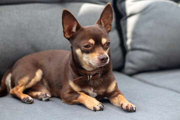 Cute chocolate and tan Chihuahua dog relaxing on a grey sofa
