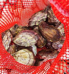 A group of freshly caught oysters in a red mesh bag collected from the marine environment for use in food or commercial sale
