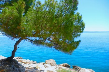 Pine tree by the beautiful coastline with blue sea