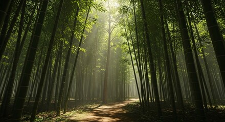 Obraz premium Bamboo Forest with Sunbeams Piercing Through Canopy, Dense Green Foliage and Natural Path, Zen Atmosphere, Peaceful Forest Walk, Tranquil Nature Path