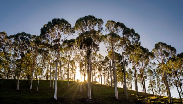eucalyptus trees on a hillside in sunlight with majestic forms and silvery green leaves eucalyptus tree silhouette outdoors