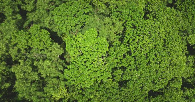 Natural background. Vibrant green jungle forest canopy of trees creating a dense, textured pattern background. Kuata Island, Fiji, captured from an aerial perspective. Drone flight footage