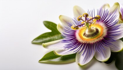 delicate flower of passionflower with intricate details and subtle texture against a soft white background