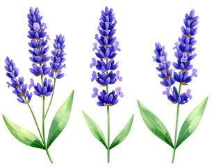 Naklejka premium Watercolor Style Lavender Plant Clipart Set of Three with Transparent Background 
