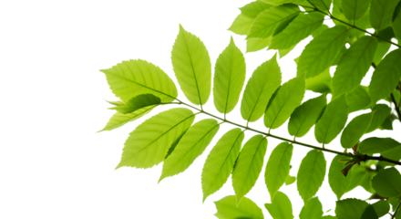 Fresh Green Leaves Background - Delicate foliage against a clean white backdrop for nature themed designs, evoking growth, health and natural beauty