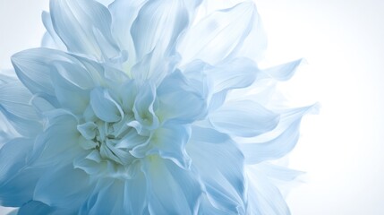 Blooming dahlia with radiant blue hues, softly lit against a blurred garden backdrop
