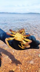 A gloved hand holds a crab upside down, showing its legs, claws and belly against a background of water. Fishing for protein food in the sea