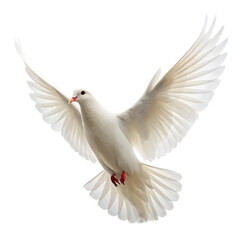 Obraz premium dove isolated on transparent background 