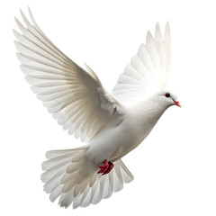 Obraz premium dove isolated on transparent background 