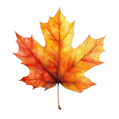 Fototapeta premium Autumnal plane leaf in watercolor style isolated on transparent background.