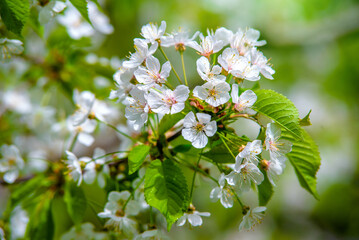 Cherry blossom branch in the garden in spring
