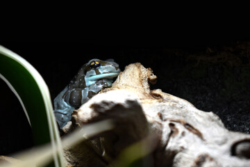 Milk Frog