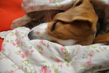 A cutie beagle dog and its long ears. The long ears of a beagle. A beagle dog covered in a duvet. The concept of pets