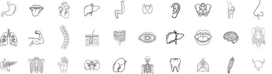 Medical organs line icon set. Vector pictograms of anatomy, body parts, kidney, bladder, pancreas, intestine, thyroid, pelvis, skeleton, joint, hand, nose, mouth, tongue, thin linear illustration.
