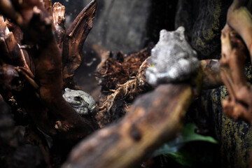 Tree Frogs