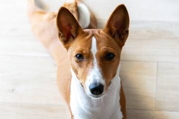 Portrait of a Basenji dog lying on a wooden floor, looking directly at the camera with alert...