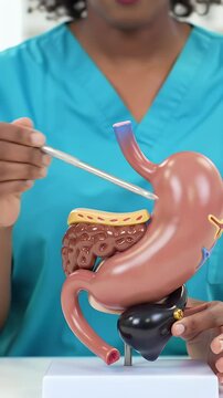 Medical Professional Demonstrating Human Stomach Anatomy with Anatomical Model in Brightly Lit Studio
