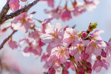 満開の河津桜と春の陽光