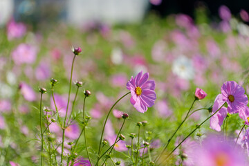 秋空の下に咲くピンク色のコスモスの花畑