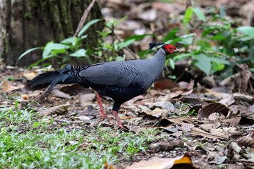 Siamese Fireback with vivid red face and dark plumage stands in leaf-covered forest floor at Phu Khiao Wildlife Sanctuary, Thailand.