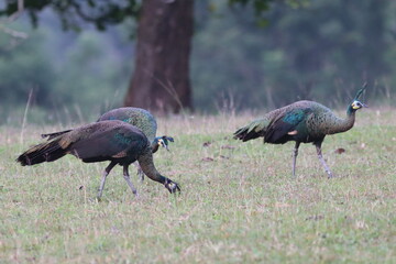 Close-up of green peafowls (Pavo muticus) foraging in BPhu Khiao Wildlife Sanctuary, Thailand. The bird's iridescent feathers and distinctive crest stand out against a blurred natural background.