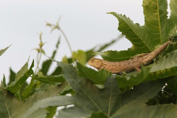 A close-up shot of a lizard resting on lush green leaves in Bangkok, Thailand. The image captures the intricate details of the lizard's scales and the vibrant foliage, showcasing nature's beauty.