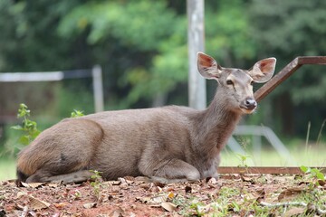 Sambar deer resting on the forest floor at Phu Khiao Wildlife Sanctuary, Thailand. Deer lies amidst fallen leaves and greenery, with a blurred forest background. IUCN Red List Animal.