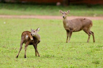 Fototapeta premium Two deer grazing in a lush green field at Phu Khiao Wildlife Sanctuary, Thailand. Foreground deer scratches its neck with hind leg, while background deer stands alert, looking towards the camera.