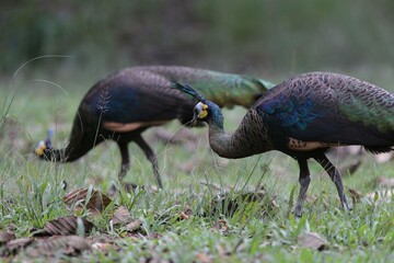 Close-up of green peafowls (Pavo muticus) foraging in BPhu Khiao Wildlife Sanctuary, Thailand. The...